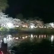 夜桜を見に行ってきました