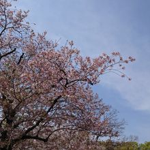 やや散りかけでした。