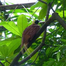 これが極楽鳥