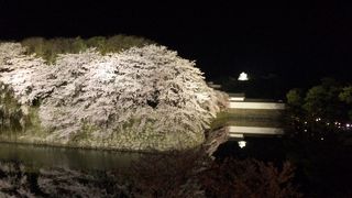 ライトアップされてお堀に映る桜も遠景の天守閣も見事