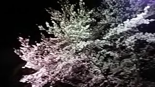 桜を見に行ってきました