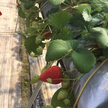 イチゴ狩り