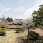 古く立派な桜あり