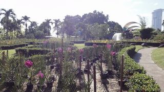 花が咲いていない