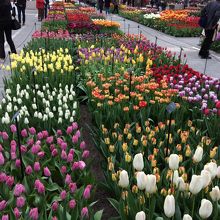 満開のチュウリップ