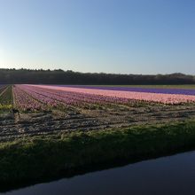 近隣のフラワーカーペット