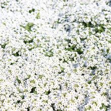 お花がきれいでした