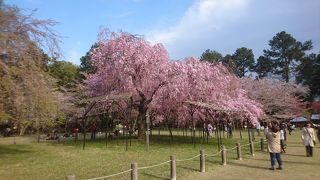 枝垂れ桜の存在感に圧倒されました。