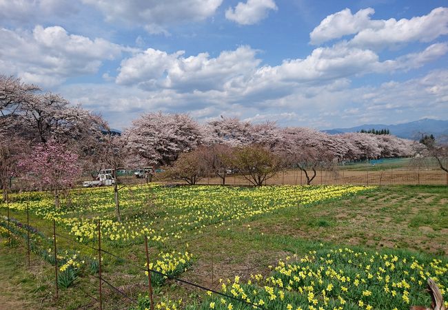 眞原桜並木 クチコミ アクセス 営業時間 明野 須玉 フォートラベル 眞原桜並木 クチコミ アクセス 営業時間 明野 須玉 フォートラベル