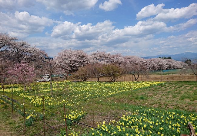 眞原桜並木 クチコミ アクセス 営業時間 明野 須玉 フォートラベル