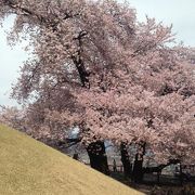 桜と桃が両方楽しめる