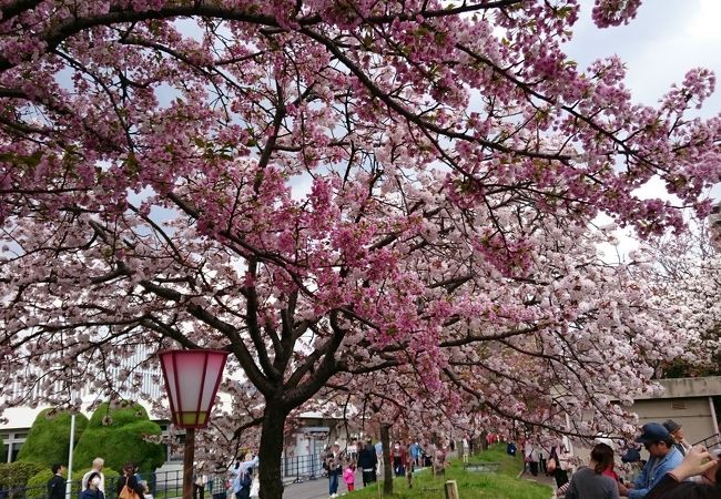 広島造幣局 花のまわりみち クチコミ・アクセス・営業時間｜広島