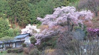 西丸尾の桜