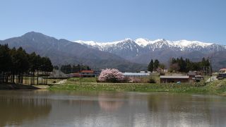 大井沢堤の桜