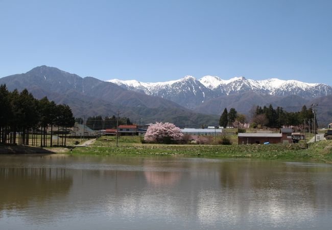 大井沢堤の桜