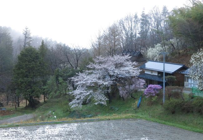 春雨に霞んでしました