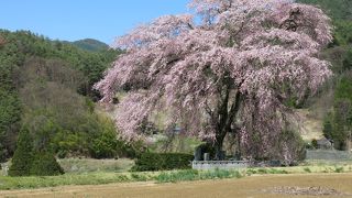 上の山の枝垂桜