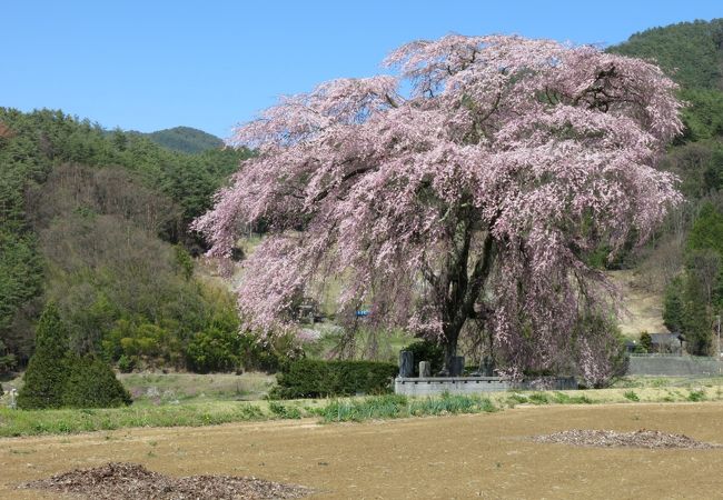 上の山の枝垂桜