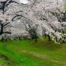 桜の下に雑草が生えていますが、ピンクと緑のコントラストが綺麗