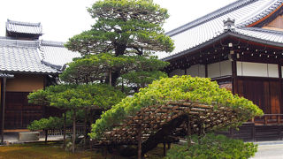 金閣寺の中にある！足利義満の盆栽！ 