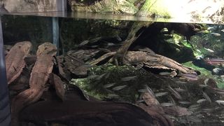 一見の価値あり