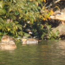 トモエガモ♂（中央）