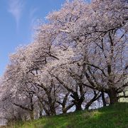 圧巻の桜並木