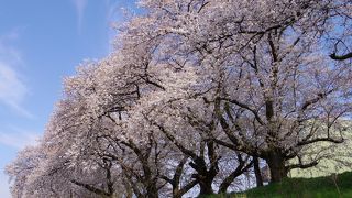 圧巻の桜並木