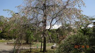 もうすでに終わっていると思ったのですが、まだ桜の花は残っていました！