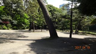 昔は松の木でうっそうとしていたそうです！