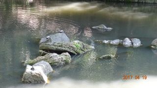 島というよりは石でしょうか？