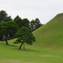 なだらかな築山と松