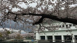 お花見とプール