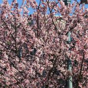 思いがけず花見（土肥桜）