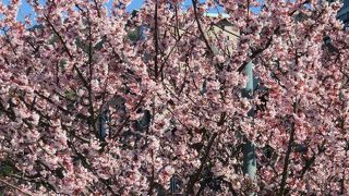 思いがけず花見（土肥桜）