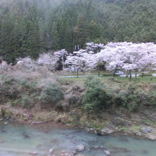 車窓からお花見