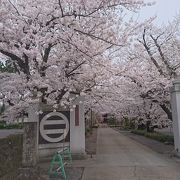 桜がきれいなお寺