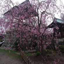 しだれ桜