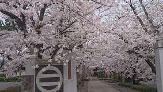 桜がきれいなお寺