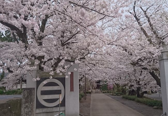 桜がきれいなお寺