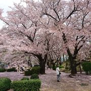 桜、桃、滑り台、リニアモーターカー