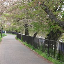 芥川桜堤公園歩道
