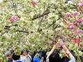 造幣局桜の通り抜け