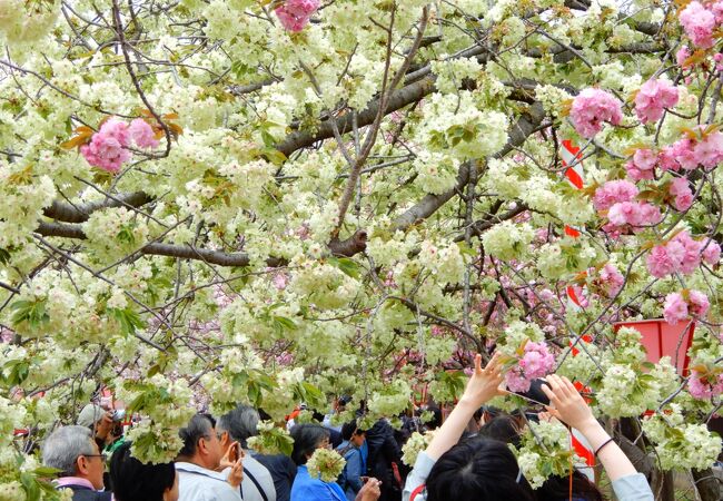 桜の通り抜け　2007年から2022年【16セット】