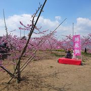 桃の花がズーット続きます