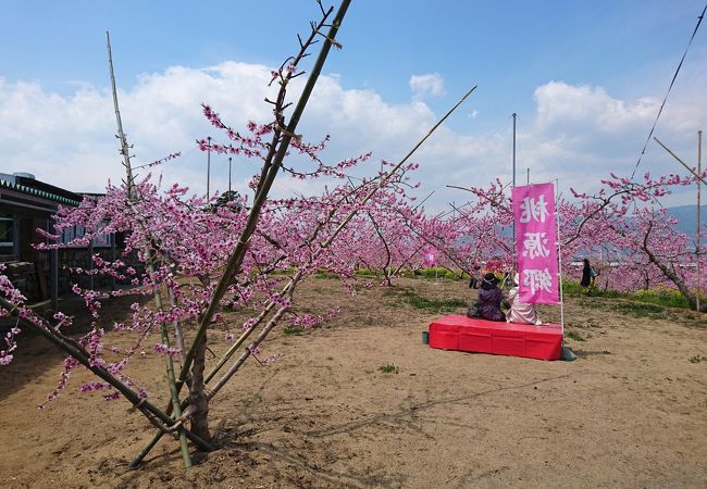 桃の花がズーット続きます