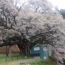 大平桜です