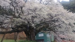 歴史の大桜 三隅太平桜 By Dr Pooh 三隅大平桜のクチコミ フォートラベル
