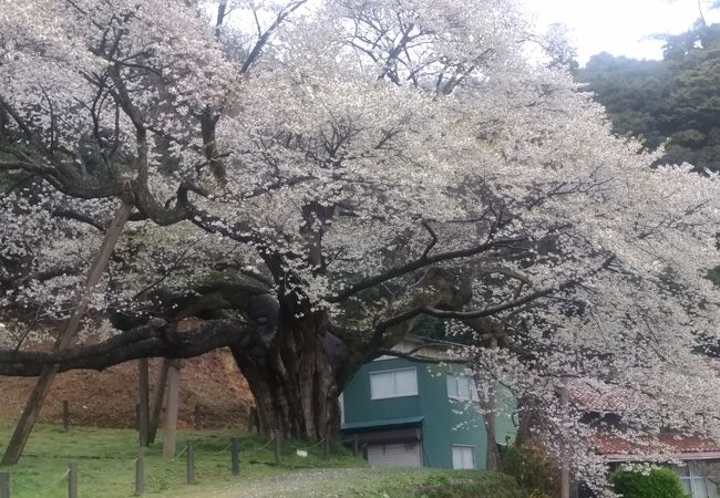 推定樹齢670年