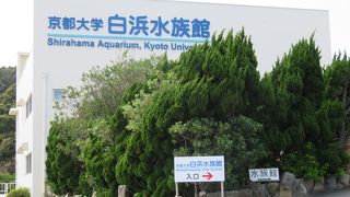 今回はしっかり観ることができました。